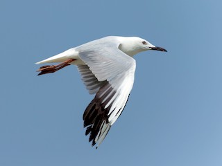 Slender Billed Gull