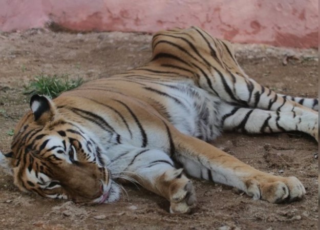  Bilaspur Kanan Pendari Zoo